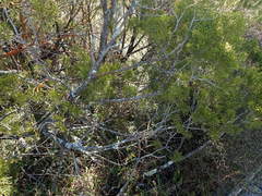 Menegazzia neozelandica
