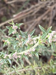 Cyanothamnus rigens