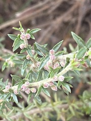 Cyanothamnus rigens
