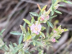 Cyanothamnus rigens