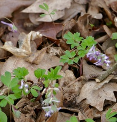 Corydalis pumila