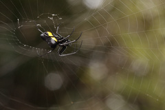 Leucauge funebris