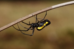 Leucauge funebris