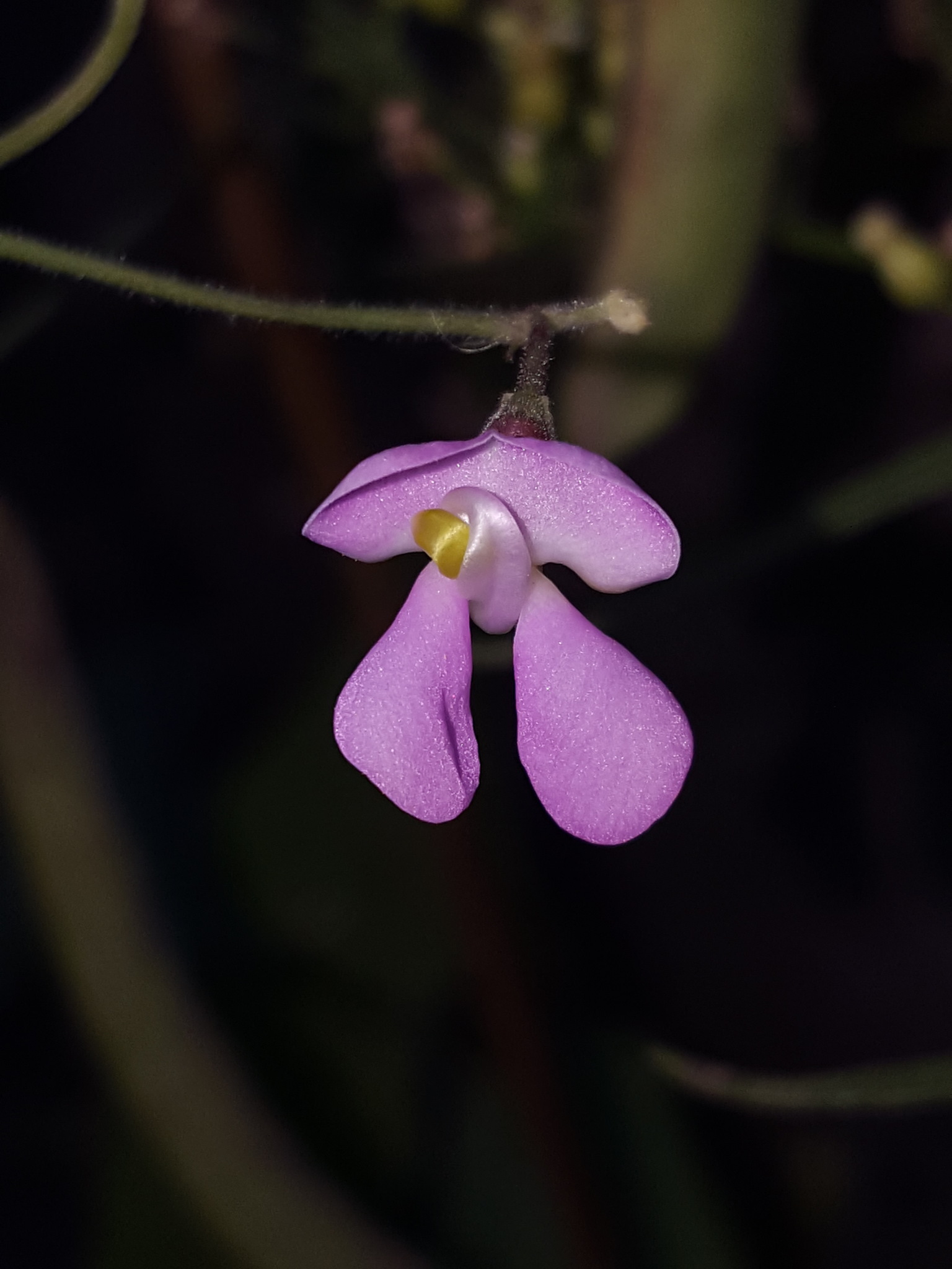 Phaseolus acutifolius