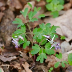 Corydalis pumila