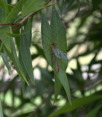Dicamptus fuscicornis