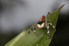 Psecas viridipurpureus