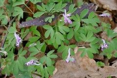 Corydalis pumila