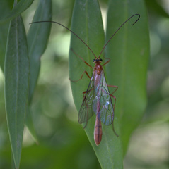 Dicamptus fuscicornis