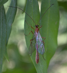 Dicamptus fuscicornis