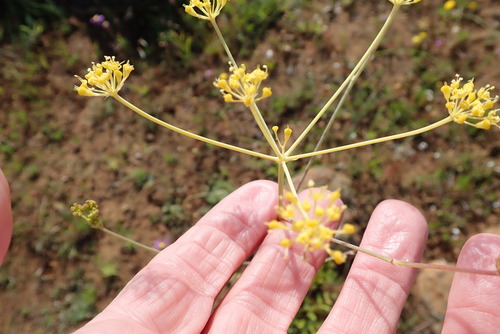 Image of Annesorhiza altiscapa by no rights reserved