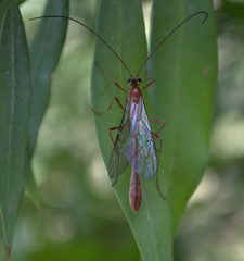 Dicamptus fuscicornis