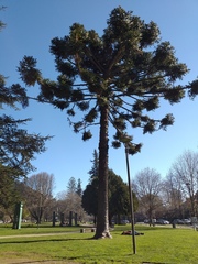Araucaria
