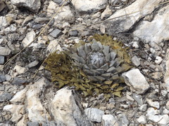 Ariocarpus retusus retusus
