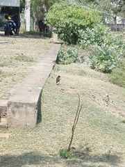 Acridotheres tristis