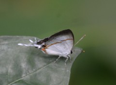 Hypolycaena