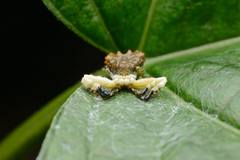 Phrynarachne ceylonica