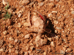 Trachypetrella anderssonii