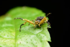 Phrynarachne ceylonica
