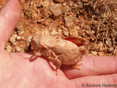 Trachypetrella anderssonii