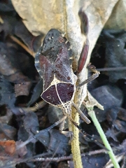 Petascelis remipes