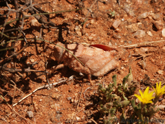 Trachypetrella anderssonii