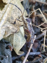 Petascelis remipes