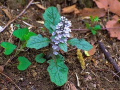 Ajuga nipponensis