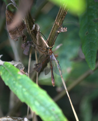 Dicamptus fuscicornis