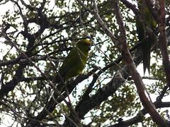 Cyanoramphus auriceps