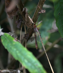 Dicamptus fuscicornis