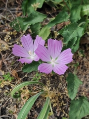 Malope malacoides