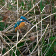 Alcedo atthis