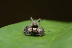 Portia labiata