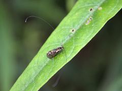 Nemophora topazias