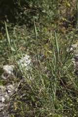 Tragopogon coelesyriacus