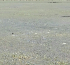 Himantopus himantopus