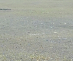 Himantopus himantopus