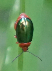 Kuschelina gibbitarsa