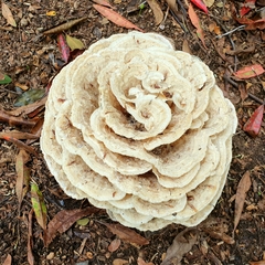 Climacodon dubitativus