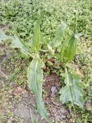 Rumex