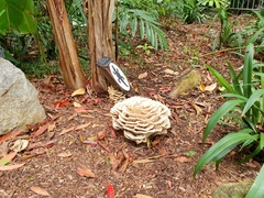 Climacodon dubitativus