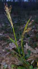 Luzula forsteri