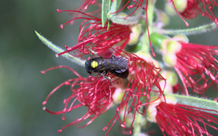 Amphylaeus morosus