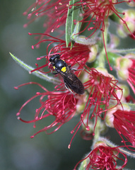 Amphylaeus morosus
