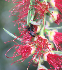 Amphylaeus morosus