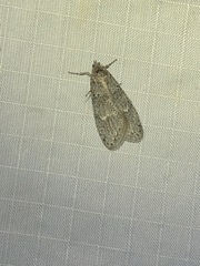 Semioscopis