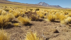 Festuca chrysophylla