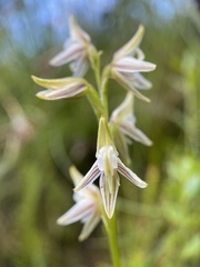 Prasophyllum striatum