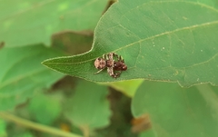 Strigoplus netravati